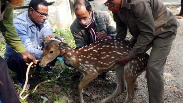 বরগুনায় অসুস্থ হরিণ উদ্ধার