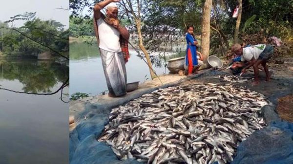 বরিশালে বিষ দিয়ে ১৫ লক্ষাধিক টাকার মাছ নিধন