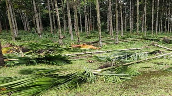 পটুয়াখালীতে সুপারি গাছের নিচে চাপা পড়ে প্রাণ গেল কিশোরের