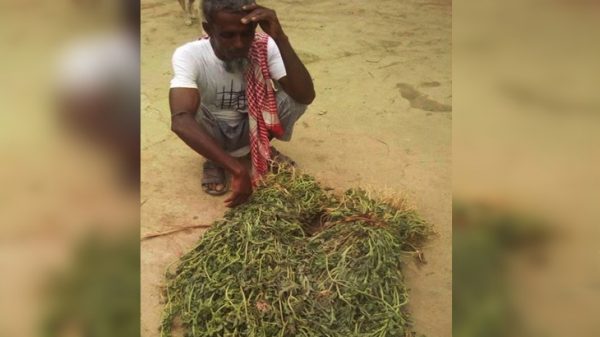 আমতলীতে রাতের আধারে কৃষকের তরমুজ চাড়া উপড়ে ফেলল দুর্বৃত্তরা