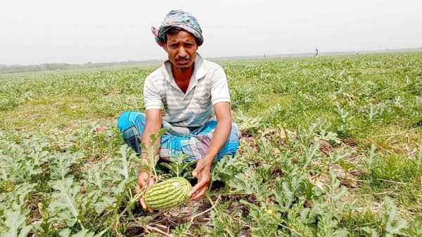 পিরোজপুরে তরমুজের বাম্পার ফলন গুড়ে দাঁড়াবে চাষীরা