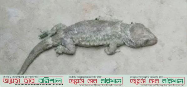 স্বরূপকাঠিতে তক্ষক রাখার দায়ে গৃহবধূর জরিমানা