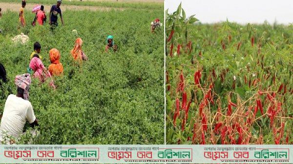 লোকসানের মুখে কলাপাড়ার মরিচ চাষিরা