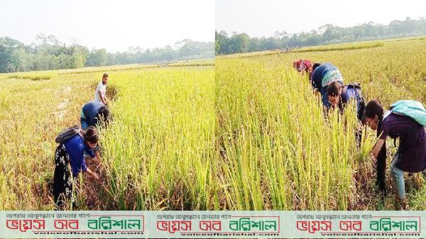 চলমান ডাউনে ঝালকাঠিতে কৃষকের ধান কেটে বাড়ি পৌঁছে দিল ছাত্রলীগ