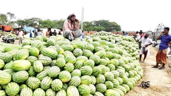 বরিশালে তরমুজ নিয়ে তুঘলকি কাণ্ড