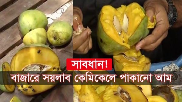 কাঁচা আম মেডিসিন দিয়ে পাকিয়ে বাজারে বিক্রি করছে কতিপয় অসাধু ব্যবসায়ী