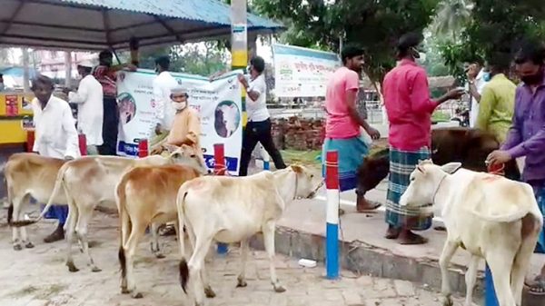 বাউফলে বিকল্প কর্মসংস্থানের জন্য গরু পেলেন জেলেরা