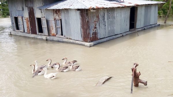 ভোলায় ইয়াসের প্রভাবে নিম্নাঞ্চল প্লাবিত