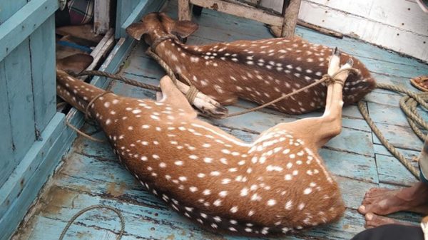 মঠবাড়িয়ায় সুন্দরবন থেকে ভেসে আসা দুই হরিণ লোকালয়ে উদ্ধার