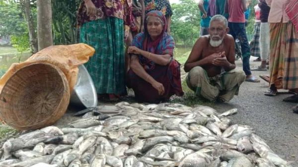 বরগুনায় বিষ দিয়ে ১০ লাখ টাকার মাছ নিধন