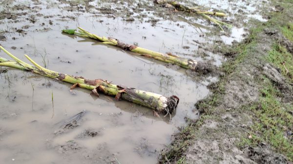 কলাপাড়ার লালুয়ায় রেকর্ডীয় জমির মালিকের লক্ষাধিক টাকার গাছ কেটে ফেলেছে প্রতিপক্ষ