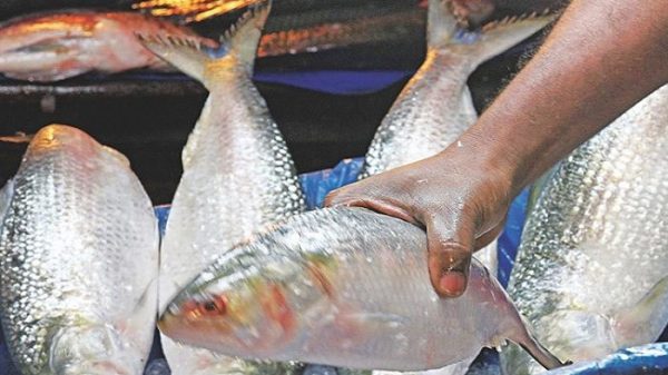 ইলিশ ধরায় নিষেধাজ্ঞা,বেড়েছে দাম